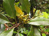 Happy Green 100% Pure Clove Leaf oil Perfect for Mould - Oil of Cloves Fresh lot - HappyGreenStore