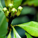 Happy Green Essential Oil - 100% Pure Essential Oils Therapeutic/Aromatherapy - HappyGreenStore